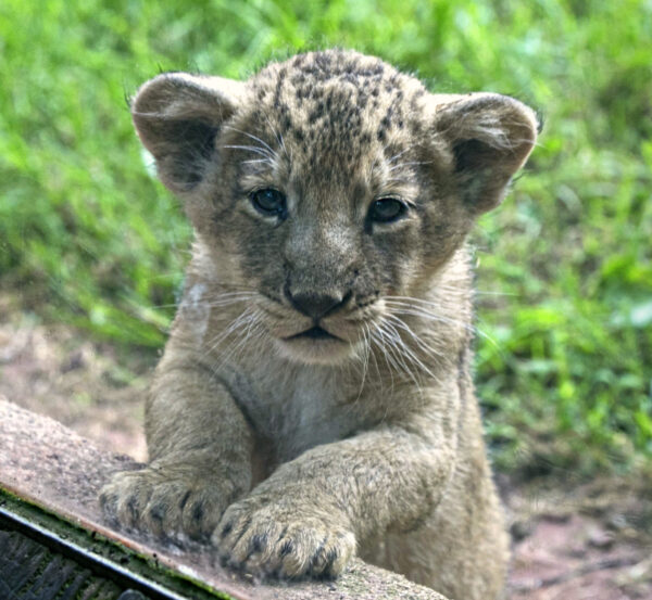 Kendrick Male Lion Cub For Sale