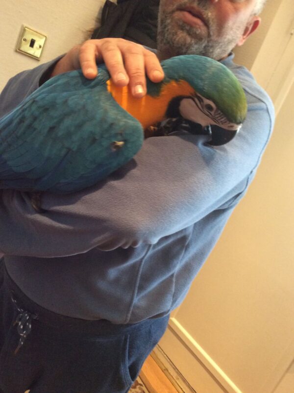 Blue And Godl Macaw Parrots For Sale