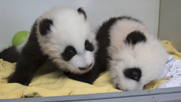 Panda Cubs For Sale