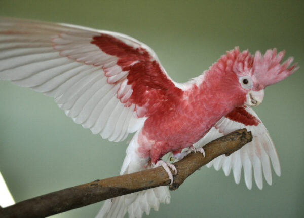 Galah Cockatoo For Sale