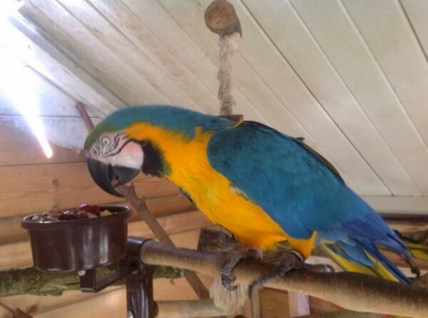 Blue And Godl Macaw Parrots For Sale