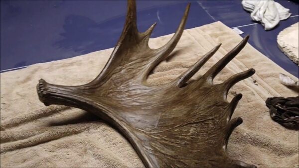 Single Moose Shed taxidermy for sale