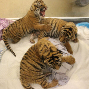 Tiger Cubs For Sale