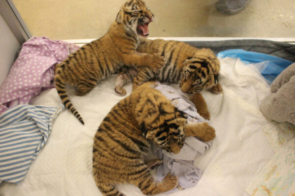 Tiger Cubs For Sale