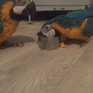 Blue And Godl Macaw Parrots For Sale