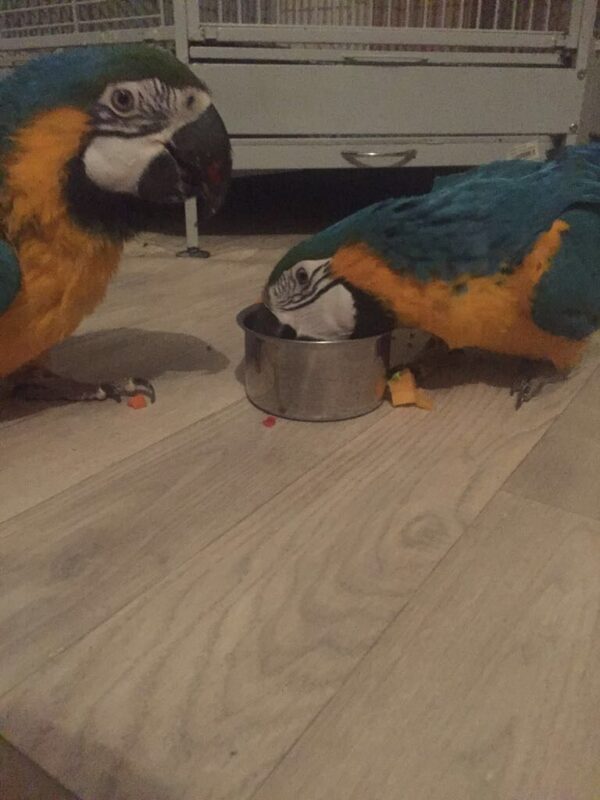 Blue And Godl Macaw Parrots For Sale