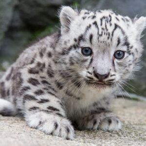 Ray Ray The Male Leopard Cub For Sale