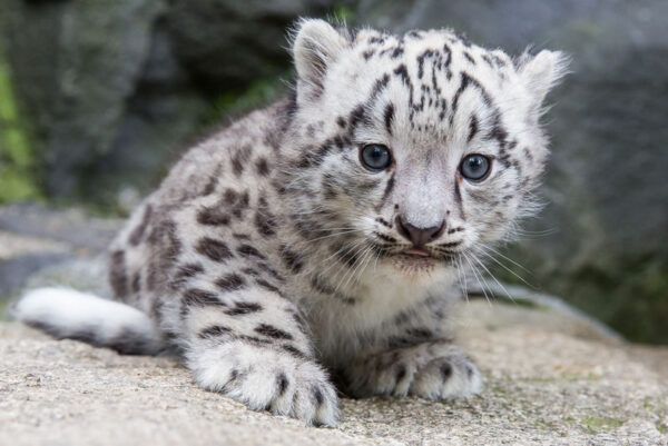 Ray Ray The Male Leopard Cub For Sale