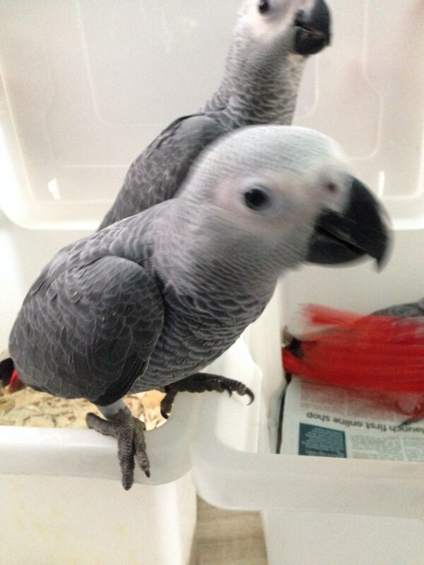 African Grey Parrot For Sale