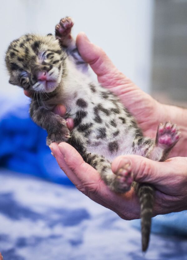 Rita The Female Leopard Cub For Sale