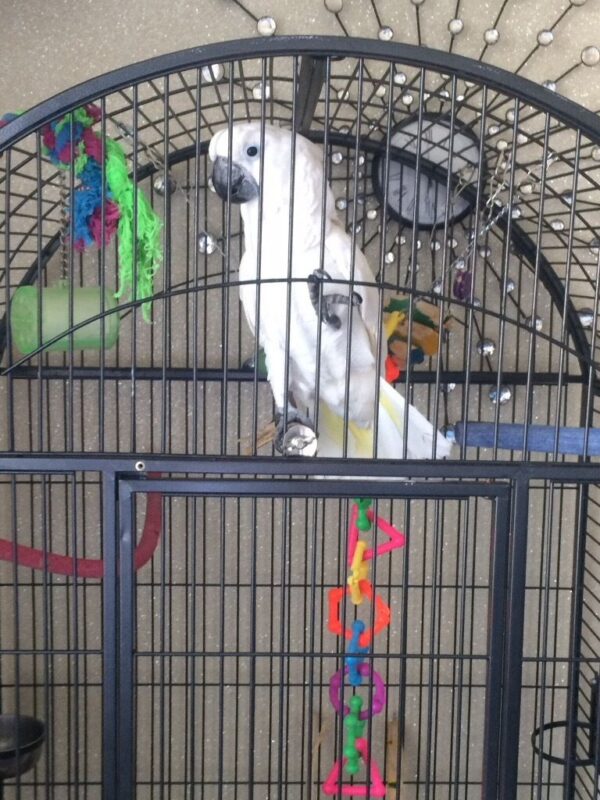 Umbrella Cockatoo For Sale