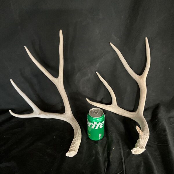 Single Moose Shed taxidermy for sale