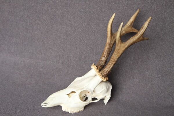 Real Roe Deer Skull For Sale