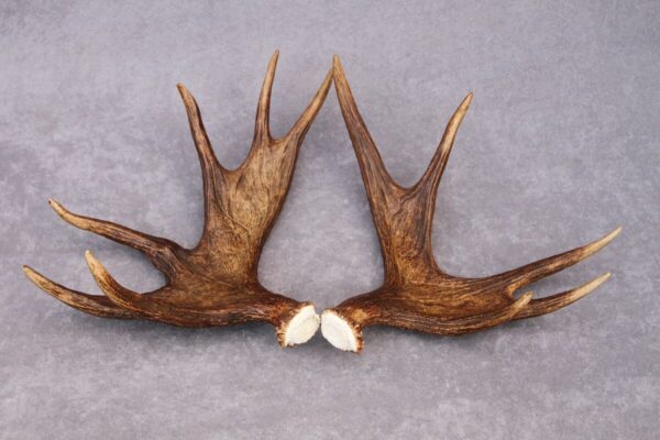 Single Moose Shed taxidermy for sale