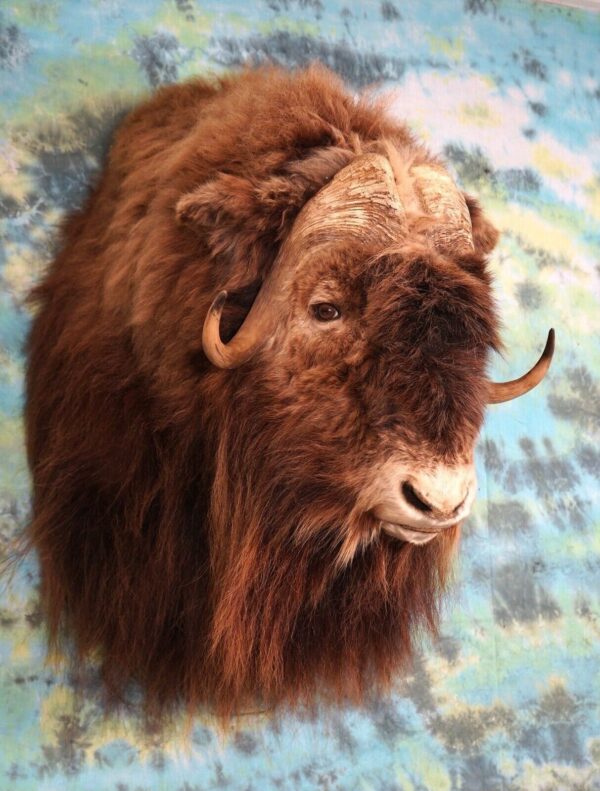Musk Ox Shoulder Mount For Sale