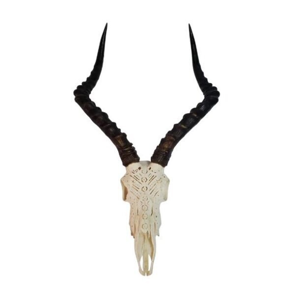 African Impala taxidermy skull for sale