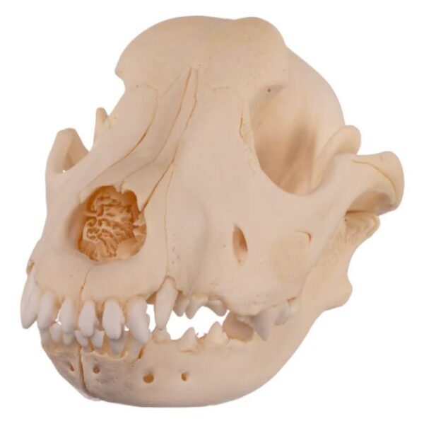 Real Domestic Dog Skull For Sale- Boston Terrier (Periodontal)