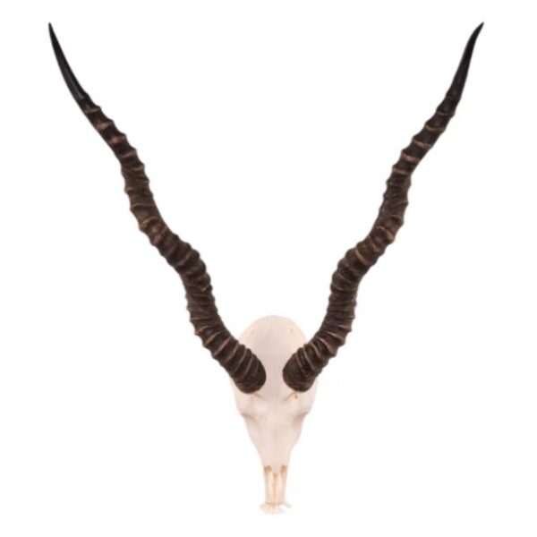 Real Blackbuck Skull For Sale