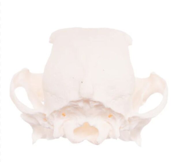 Real Domestic Dog Skull For Sale- Boston Terrier (Periodontal)