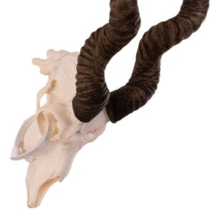 Real Blackbuck Skull For Sale