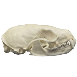 Real American Marten Skull For Sale