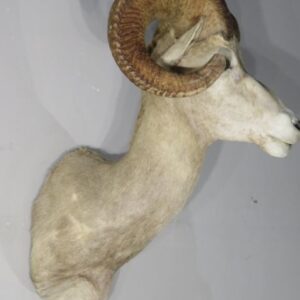 Desert Bighorn Taxidermy Mount For Sale