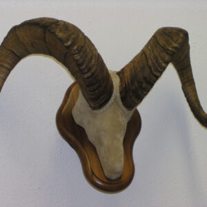 Alaskan Dall Sheep Horn Set