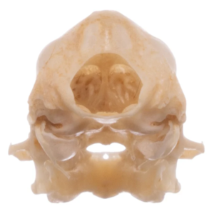 Real Eastern Red Bat Skull For Sale