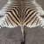 Genuine Zebra Rug Skin (Felt Backed Rug)