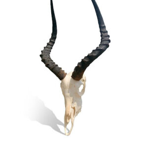 African Impala taxidermy skull for sale