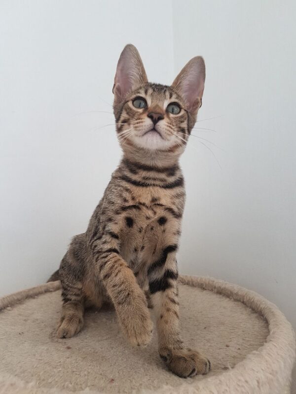 Macron the male F5 Savannah Kitten for sale