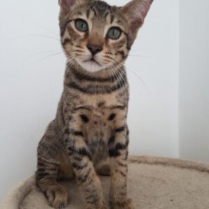 Macron the male F5 Savannah Kitten for sale