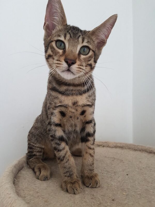 Macron the male F5 Savannah Kitten for sale