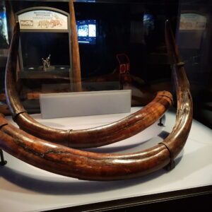 Alaskan Woolly Mammoth Ivory Tusks