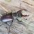 Alvin the male Stag Beetle For Sale