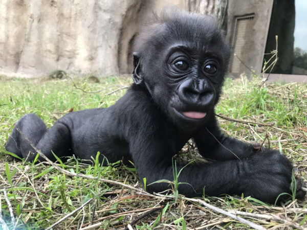 Gorilla For Sale