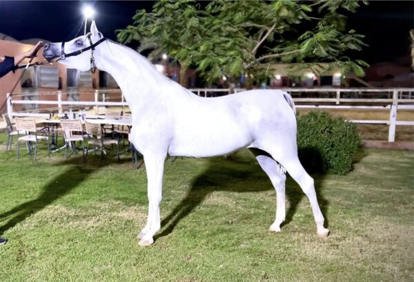 Arabian Horse for sale