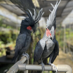 Noel the Male Palm Cockatoos For Sale