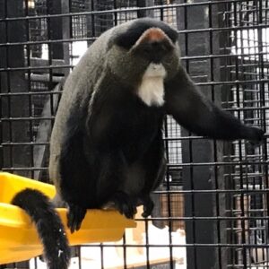 Rina the Female De Brazza’s Monkey For Sale