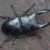 Wilma The Female Stag Beetle For Sale