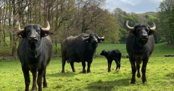 Buffalo for sale (Water Buffalo)