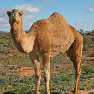 Camels for sale