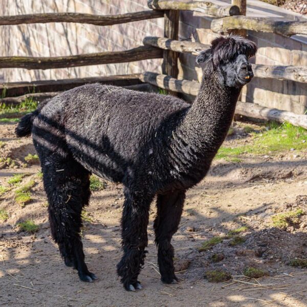 Alpacas for sale