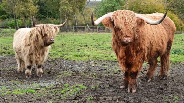 Scottish Highland cattle for sale