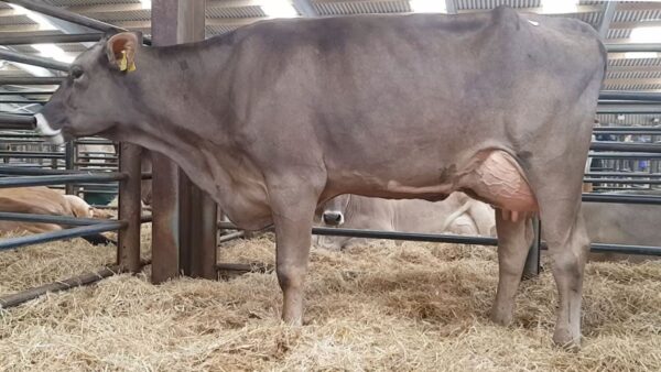 Brown Swiss cattle for sale - Image 3