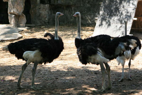 Ostriches for sale