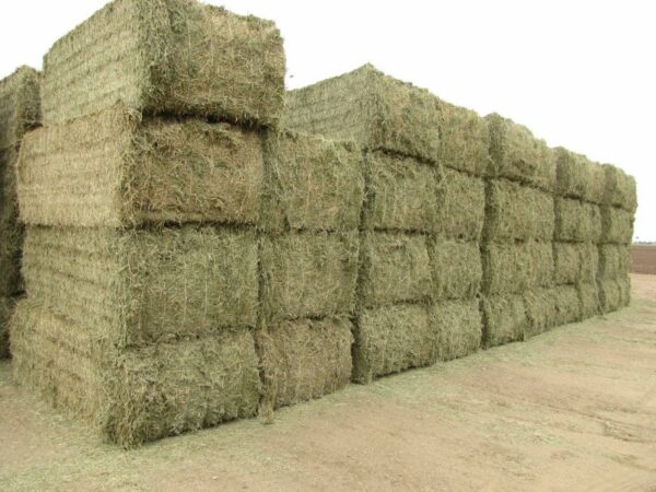 Alfalfa Hay for sale - Image 3