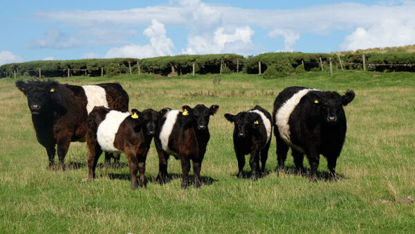 Galloway cattle for sale