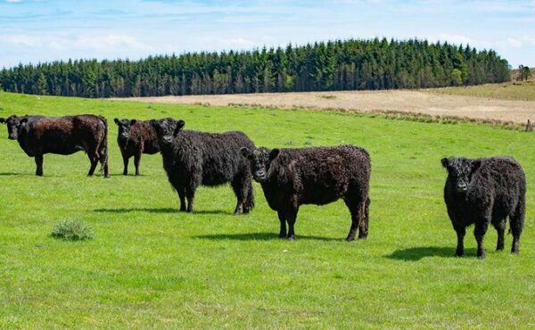 Galloway cattle for sale