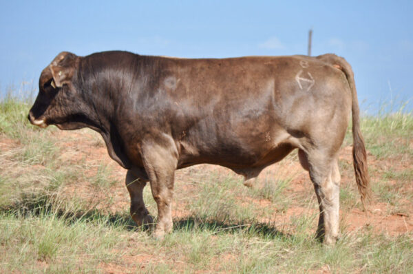 Brown Swiss cattle for sale - Image 2